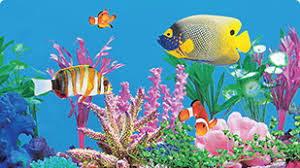 fish 